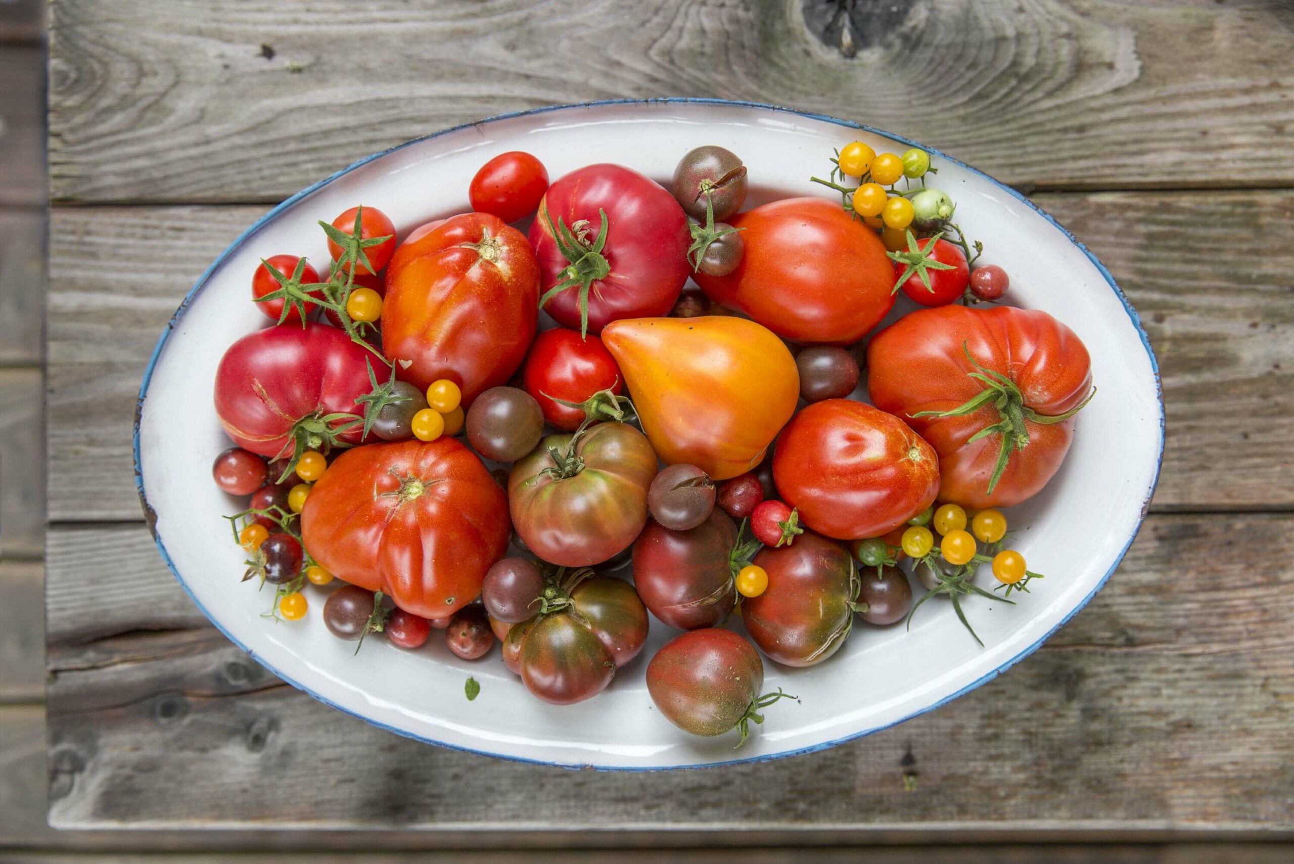 Tomatenernte im Bayerischen Thermenland
